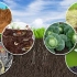 Hogyan lehet növelni a talaj termékenységét és megvédeni a növényeket a betegségektől „kémia nélkül”